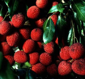 Assam Litchi