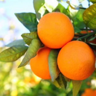 Arunachal orange