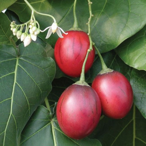 Naga tree tomato