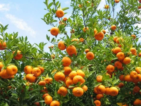Arunachal Orange