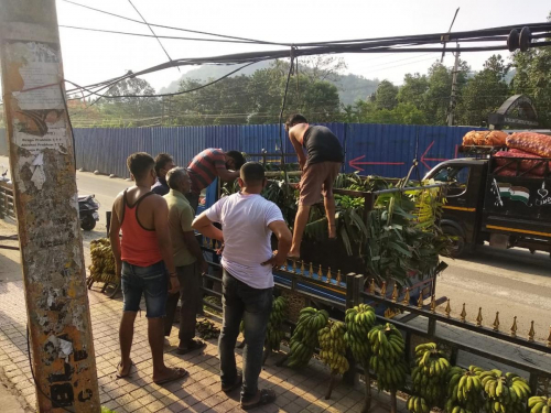 Procurement of Banana from the Farmers of Dudhnoi during Lockdown