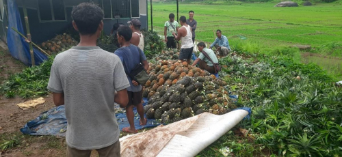 Direct procurement of Raw pineapple from Umwang Pyllun Integrated Village Co-Op society of Ri-Bhoi District, Meghalaya with over150+ Pineapple growers.